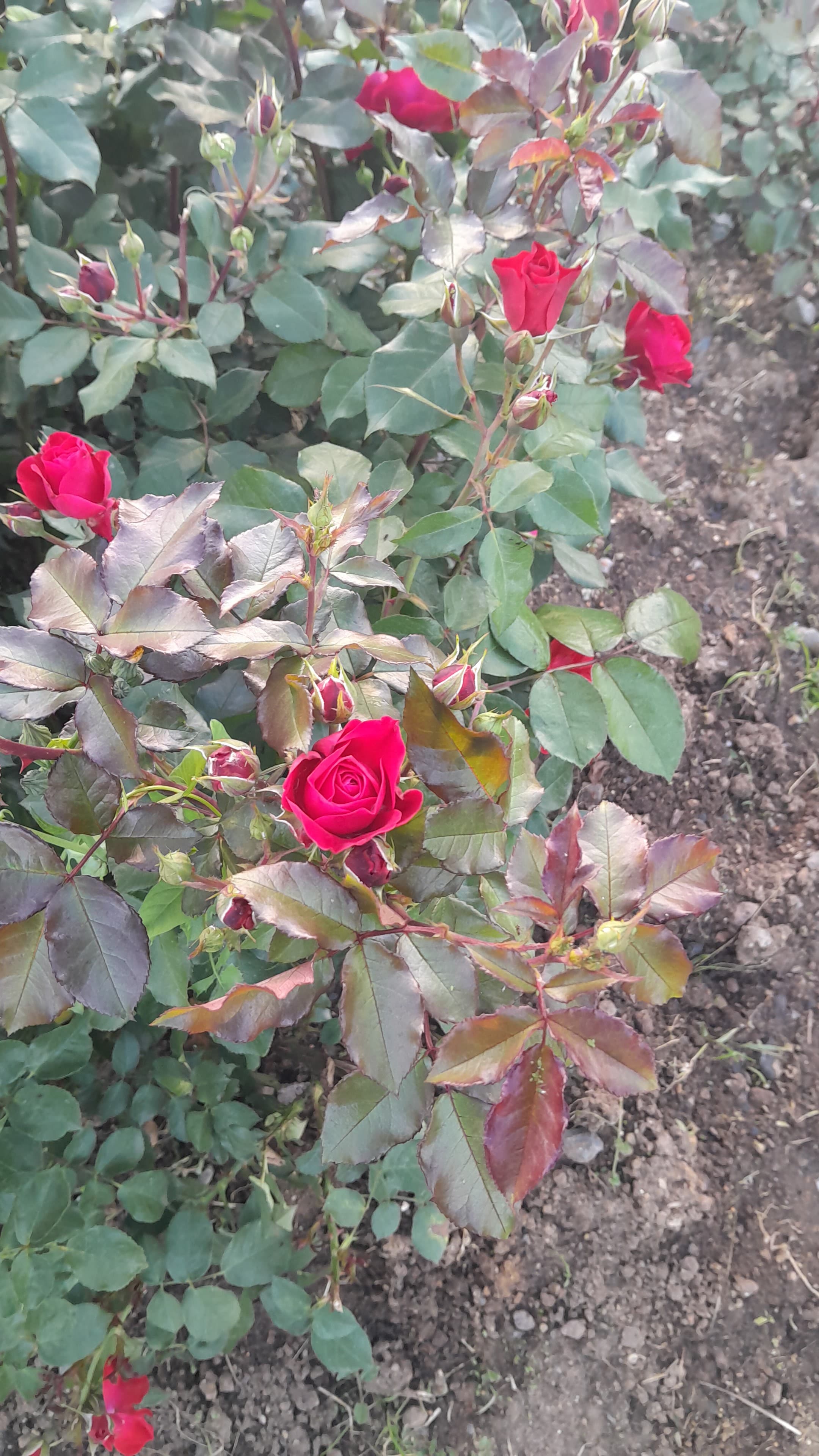 Nihan Akmansoy banner